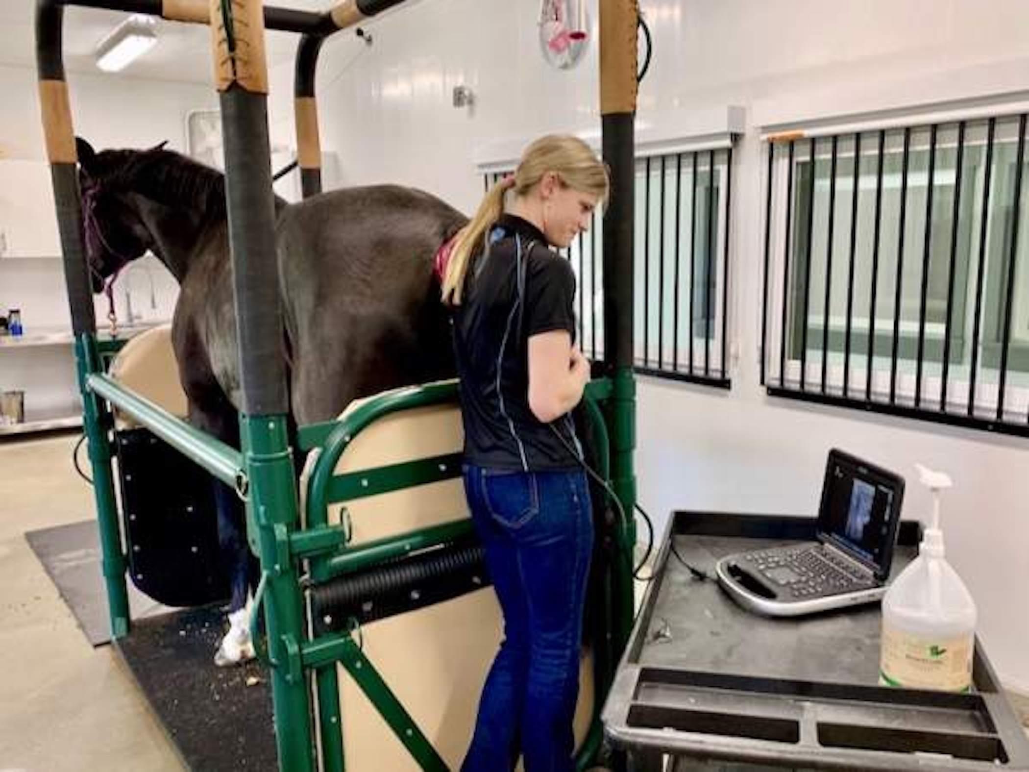 Reproduction Services Horizon Equine